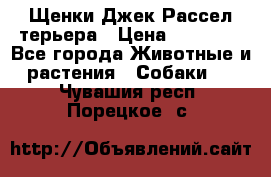 Щенки Джек Рассел терьера › Цена ­ 20 000 - Все города Животные и растения » Собаки   . Чувашия респ.,Порецкое. с.